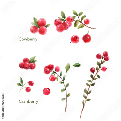 Beautiful set with watercolor hand drawn cranberry and cowberry. Stock illustration. photo