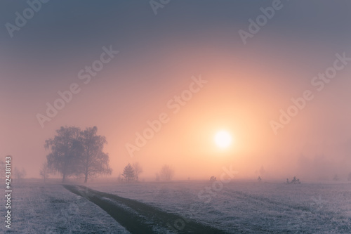 Misty sunrise in the winter forest. Trees with hoarfrost in the foggy morning. Beautiful winter landscape.