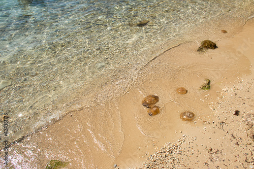 Brown jellyfish washed up on shore at Prajjet Bay in Malta on a warm fall day. photo