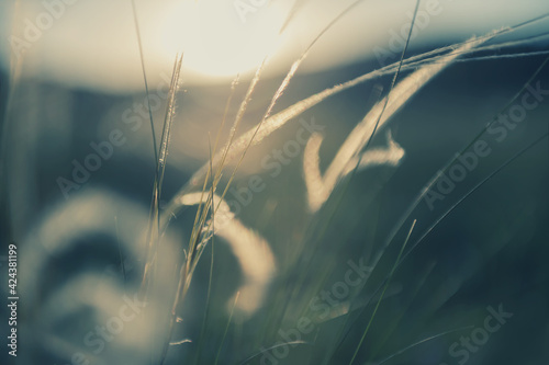 Wild feather grass in a forest at sunset. Macro image, shallow depth of field. Blurred nature background #424381199
