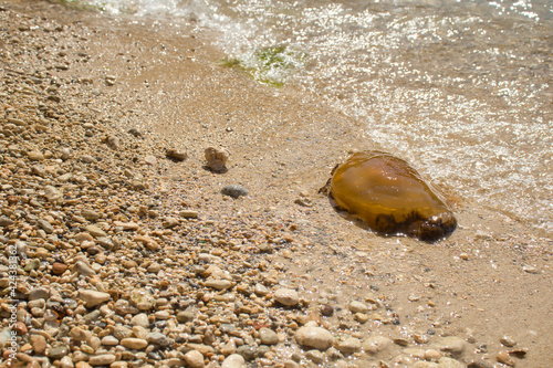 Brown jellyfish with dark spots on a rocky beach next to clear water at Prajjet Bay in Malta. photo