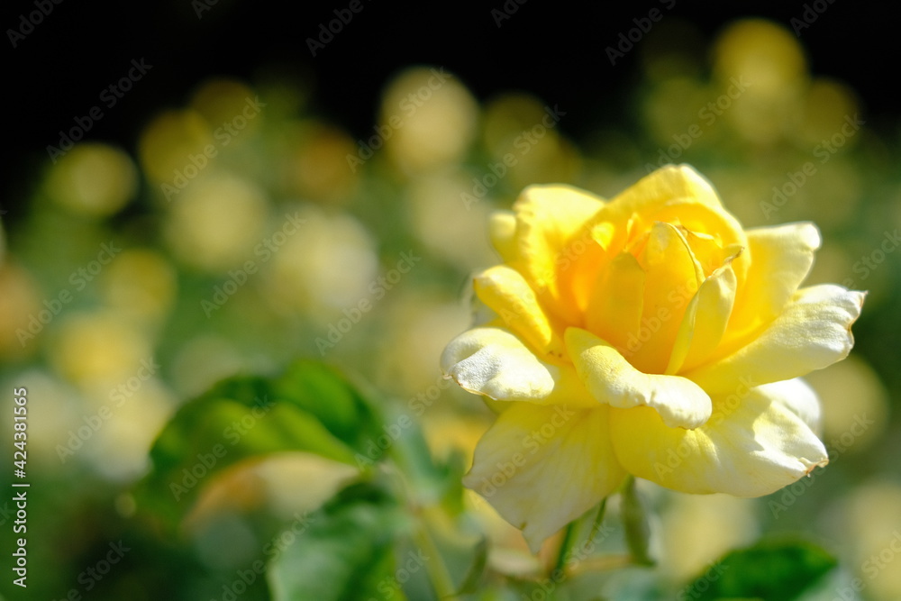 yellow rose yellow rose