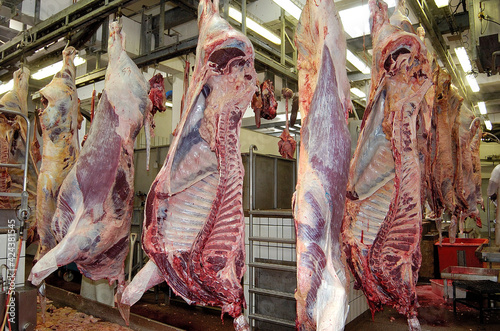 Abattoir, carcasse de viande sur une chaine d'abattage photo