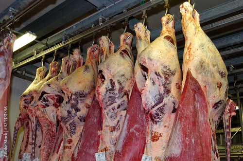 Abattoir, carcasses viande bovine en frigo