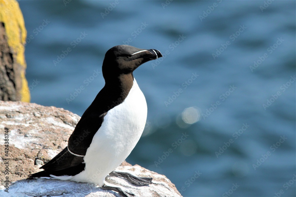 Obraz premium A close up of a Razorbill