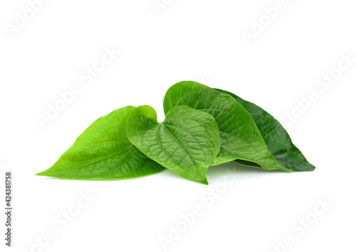 Green Piper betel leaf isolated on the white background. Thai herb, Thai food (Wildbetal Leafbush) (Piper sarmentosum Roxb) photo