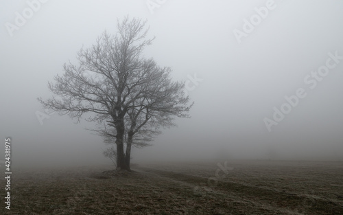 tree in fog © Ammar
