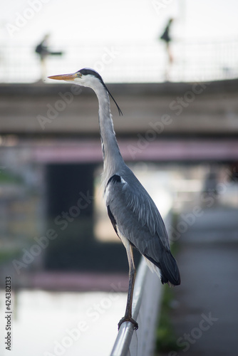portrait of heron standing on metallic fence in border water in the city © pixarno
