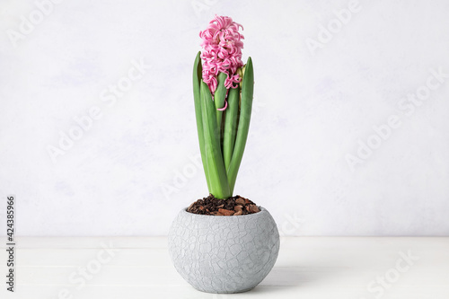 Beautiful blooming hyacinth plant on light background