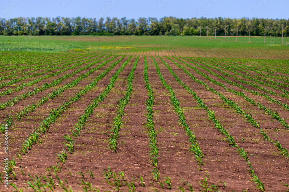 Sprouts of winter wheat sprouted in an endless field in smooth light green rows