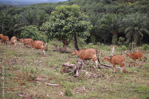 Fototapeta Naklejka Na Ścianę i Meble -  Domesticated cattle ox cow bull banteng sapi bos javanicus eating grass on field, organic beef farm