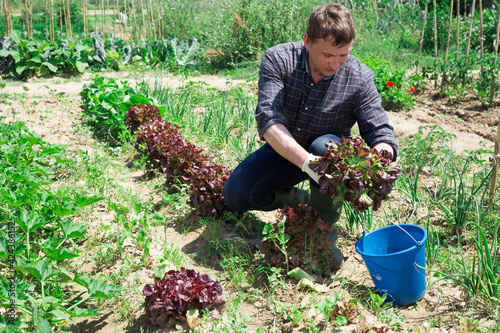 Successful farmer satisfied with red lettuce harvest in his field