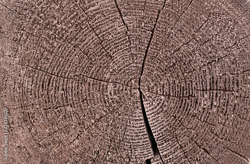 close-up of a pine tree trunk