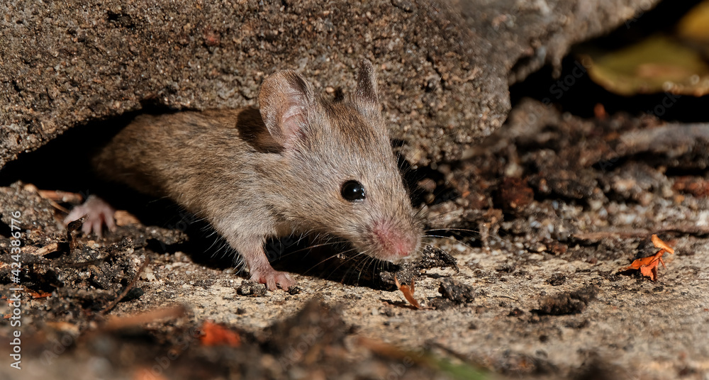 House mouse searching for food in an urban house garden. House mouse searching for food in an urban house garden.