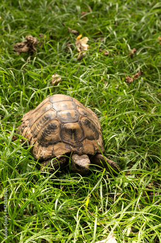 Tortoise close-up crawling on green grass