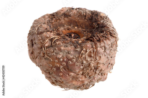 Porang plant tuber, Amorphophallus also known as konjac elephant yam konjak, Konjaku, Konnyaku Potato, devil tongue, voodoo lily photo