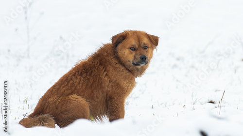 dog in snow