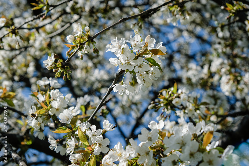 Cerisier en fleurs Cerisier en fleurs