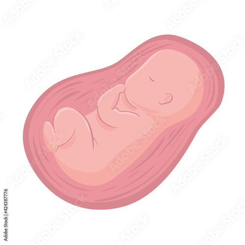 fetus in placenta