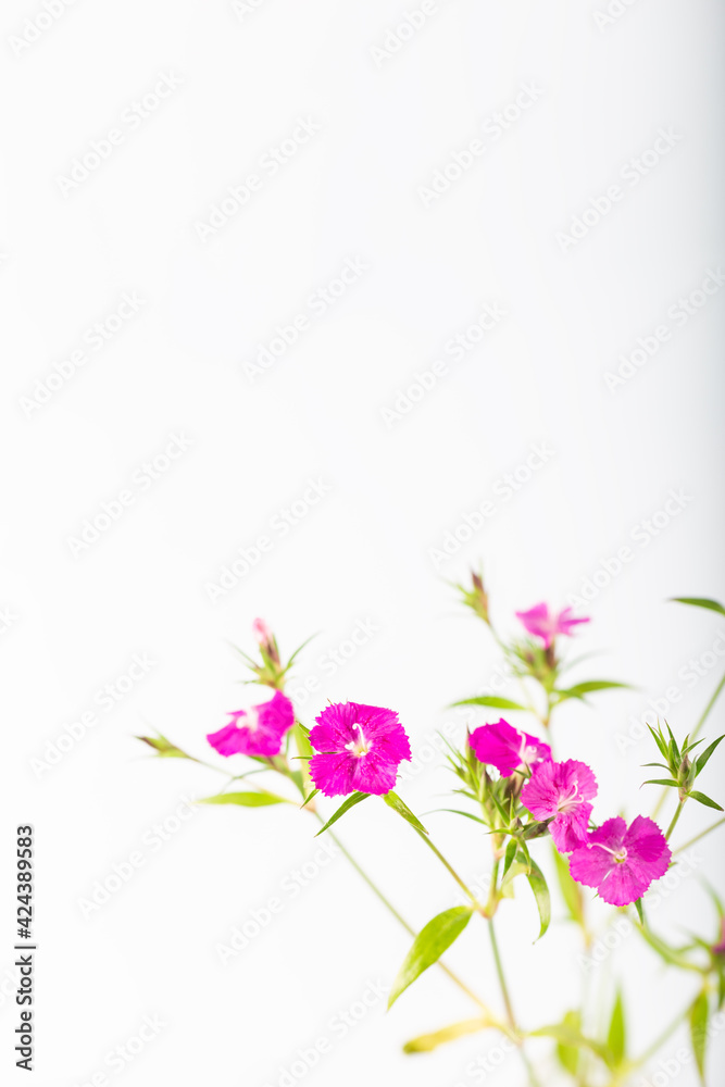Pink sweet william flower isolated on a white background. Pink sweet william flower isolated on a white background.