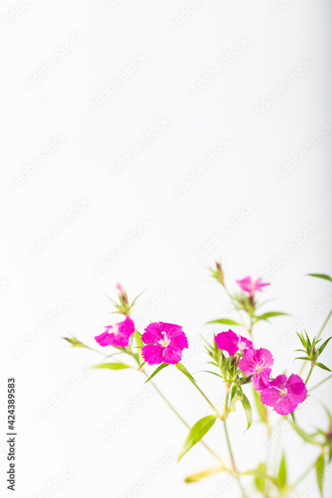 Pink sweet william flower isolated on a white background.