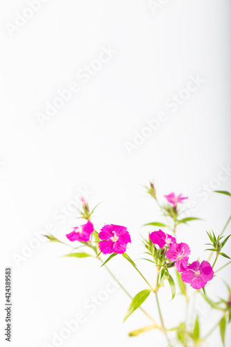 Pink sweet william flower isolated on a white background.