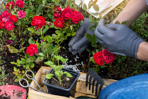 Fototapeta Naklejka Na Ścianę i Meble -  Woman hand in protective gloves is fertilizing bushes of roses in the rockery, worker cares about flowers in the flower garden, floriculture and the flower planting concept