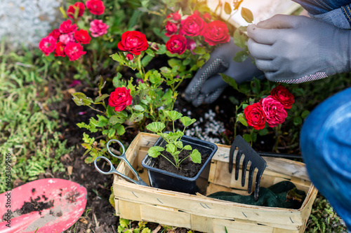 Flower (geranium) seedling in the small black pot with black soil in flowering roses and hand fertilizing flowers background , floriculture and the flower planting concept