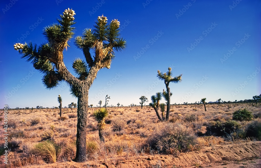Joshua Tree National Park, California Joshua Tree National Park, California