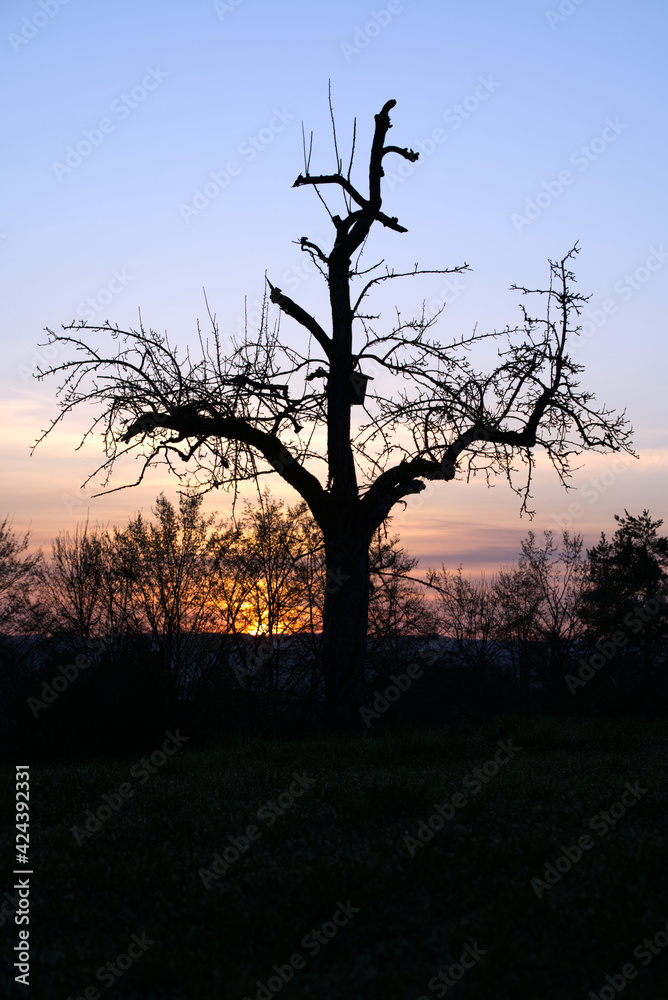 Silhouette of tree with birdhouse at sunrise with orange sun in the background. Silhouette of tree with birdhouse at sunrise with orange sun in the background.