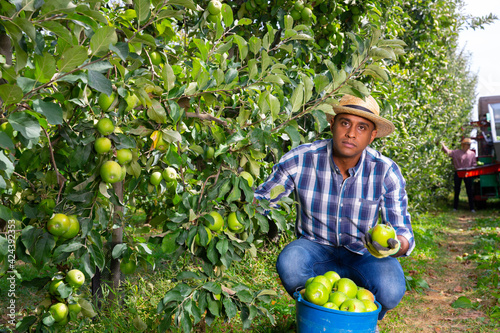Young man engaged in cultivation of apples gathering harvest at fruit plantation