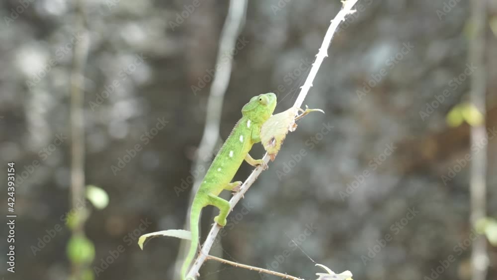 Chameleon moving along unsteady tree branch, wide shot Chameleon moving along unsteady tree branch, wide shot