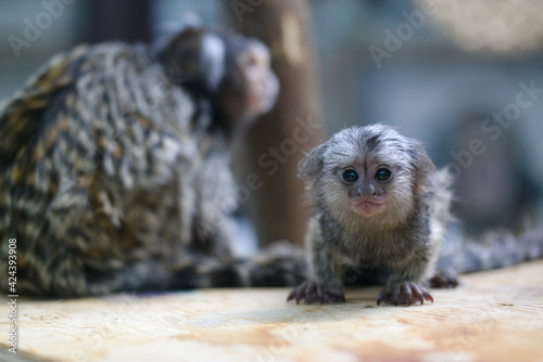 baby common marmoset photo