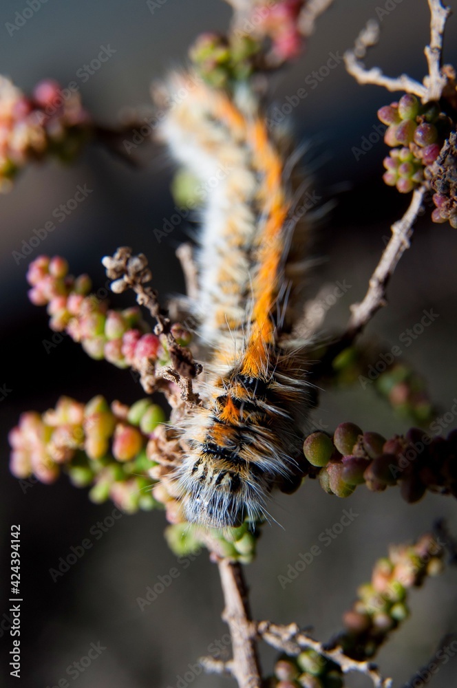 Caterpillar of Pine processionary larvae (Thaumetopoea pityocampa)