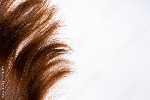Curls of dark brown hair lie on a white background