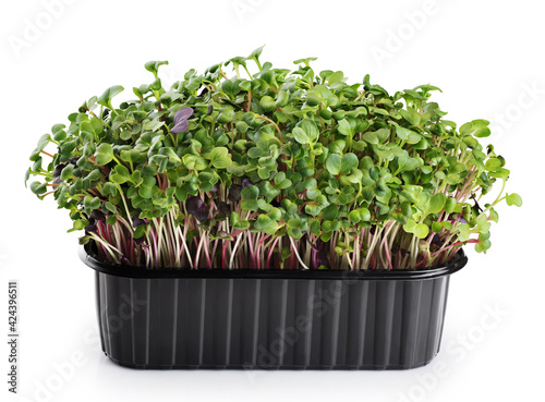 Micro grass greens radish sprouts in a container isolated on white background. Microgreen.