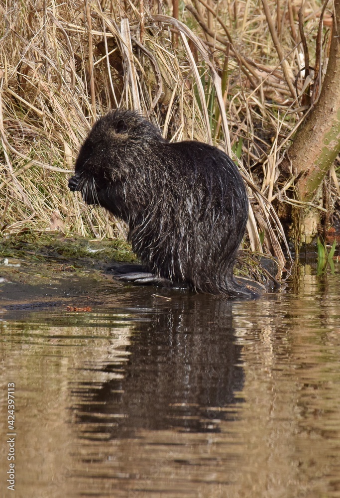 Nuria / Biber an einem Fluss im Frühling Nuria / Biber an einem Fluss im Frühling