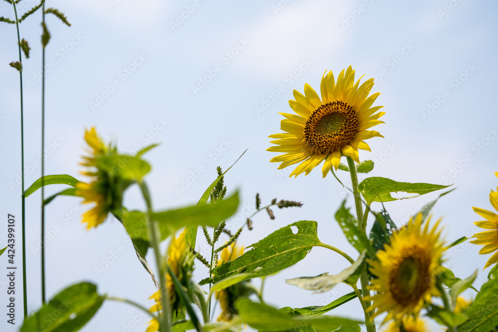 ヒマワリをアップで写真撮影
