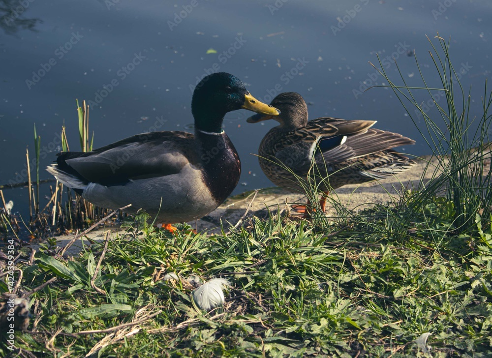 Fototapeta premium Duck in a lake with other ducks