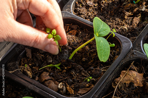 weeding from potting soil with growing cucumber seedlings