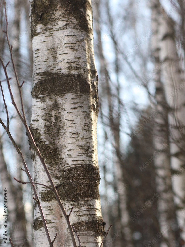 Fototapeta premium A tree in a forest