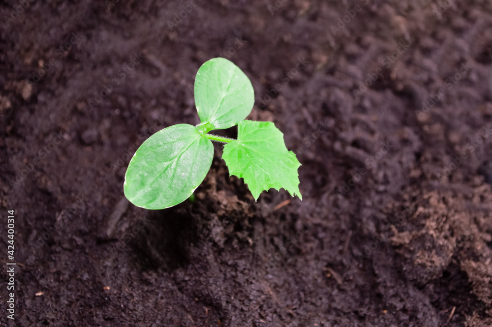 close-up - a grown green cucumber sprout with three small leaves close-up - a grown green cucumber sprout with three small leaves