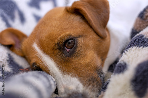 Jack Russell Terrier face on a leopard blanket, horizontal.