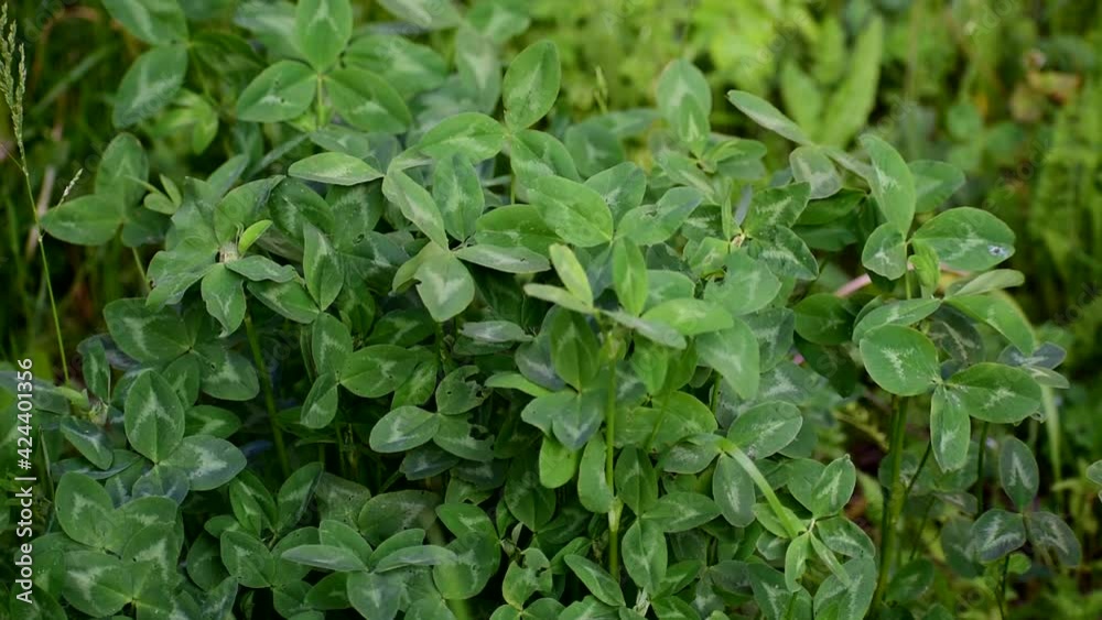 Kulyushina grows in the field. Green leaves. animal feed. Kulyushina grows in the field. Green leaves. animal feed.