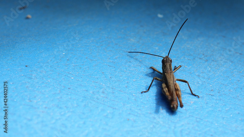 Natural pezotettix giornae grasshopper macro photo © Recep