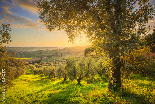 Fototapeta Naklejka Na Ścianę i Meble -  Maremma countryside panorama and olive trees. Casale Marittimo, Pisa, Tuscany Italy