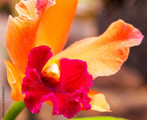 Macro of a orange, purpure Cattleya hybride orchid - isolated, close-up, copy space