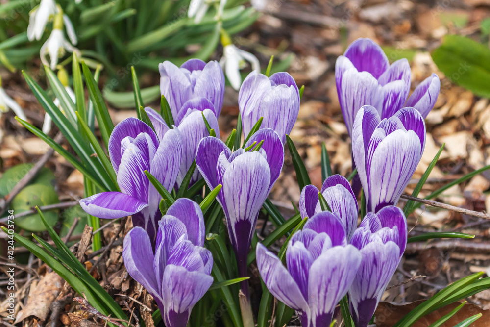 Purple farbige Krokusse mit weißen Streifen