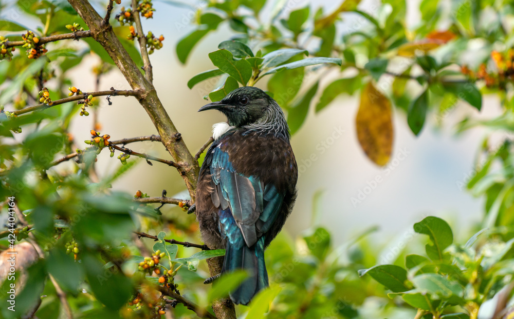 Obraz premium A Tui bird in a tree in New Zealand