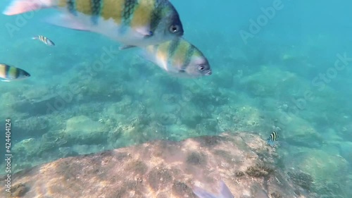 A fish swimming under water